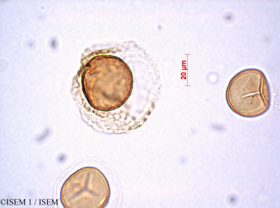 ISEM 1/Ophioglossum_lusitanicum_80404/Ophioglossum_lusitanicum_80404_0001(copy)_thumb.jpg